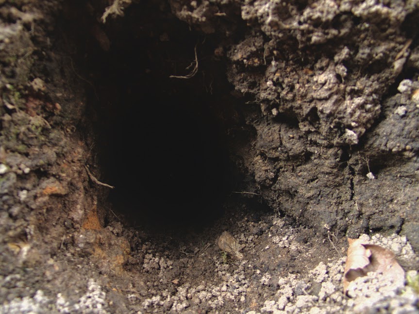 rabbit_hole0004.jpg