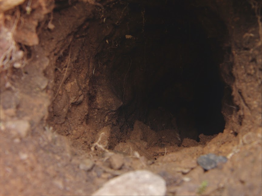 rabbit_hole0037.jpg
