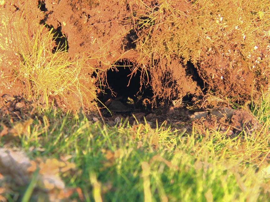 rabbit_hole0008.jpg