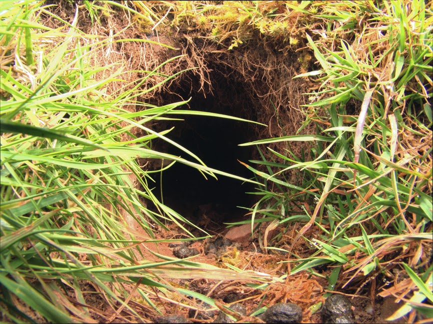 rabbit_hole0013.jpg