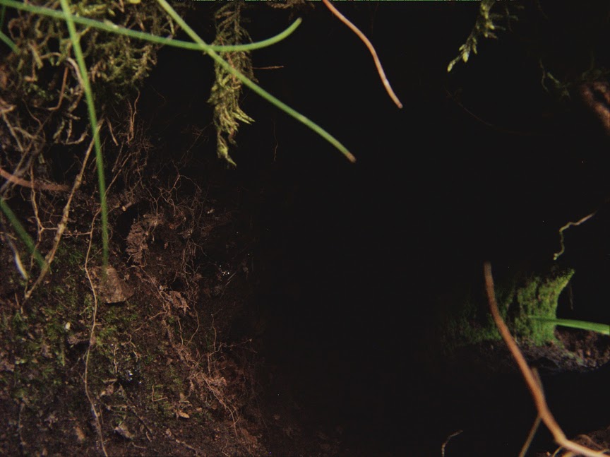 rabbit_hole0034.jpg