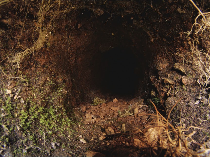 rabbit_hole0039.jpg