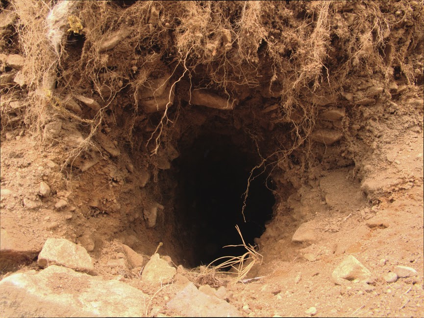 rabbit_hole0011.jpg