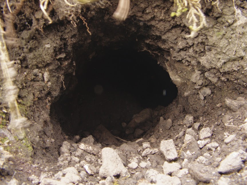 rabbit_hole0023.jpg