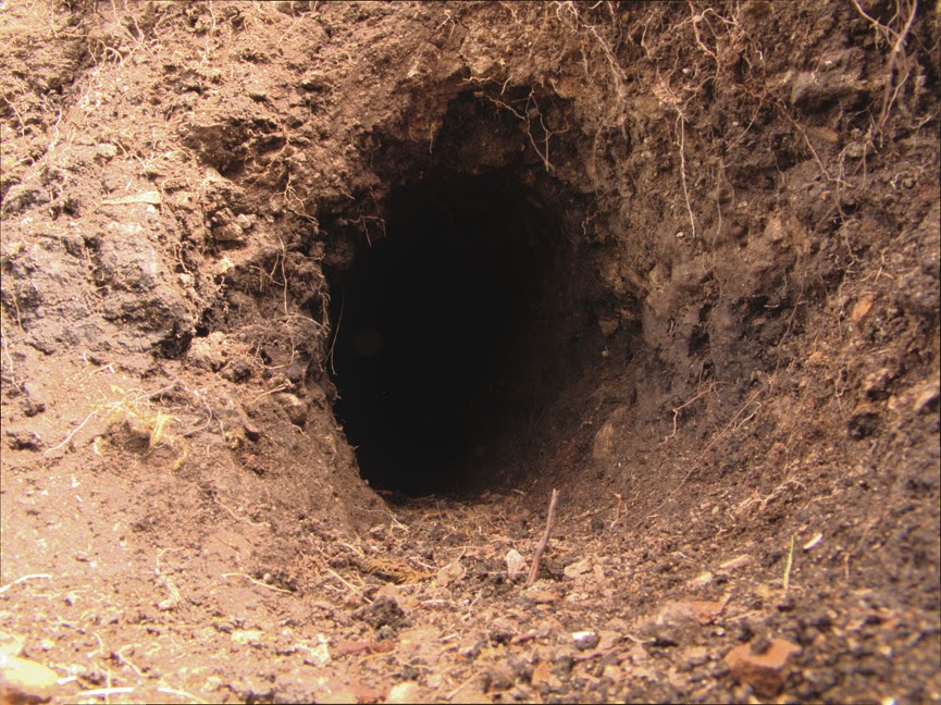 rabbit_hole0014.jpg
