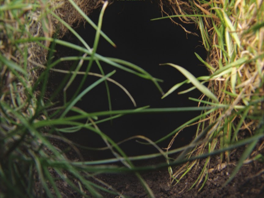 rabbit_hole0029.jpg