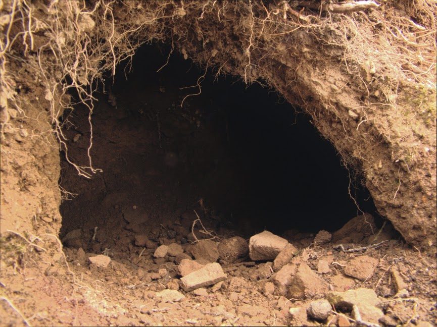rabbit_hole0018.jpg