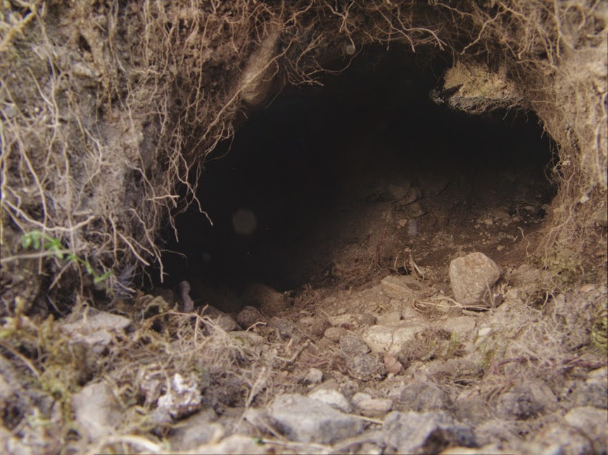 rabbit_hole0026.jpg