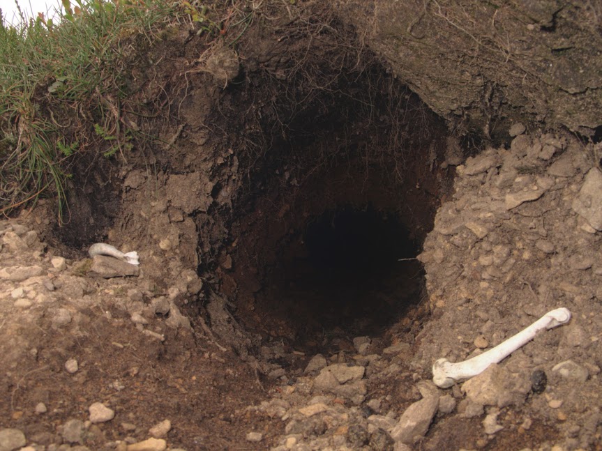 rabbit_hole0002.jpg