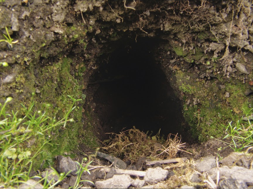 rabbit_hole0024.jpg
