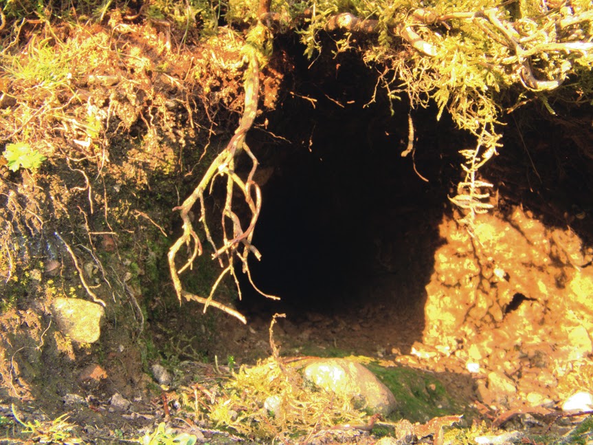 rabbit_hole0007.jpg