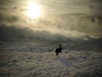 Dod dog agog above the Sea of Fog