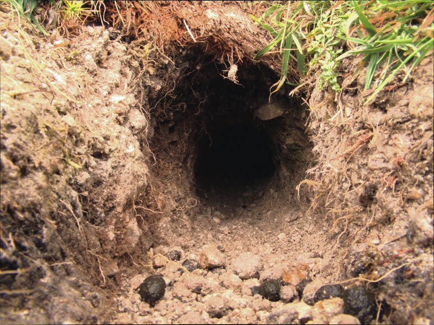 rabbit_hole0012.jpg