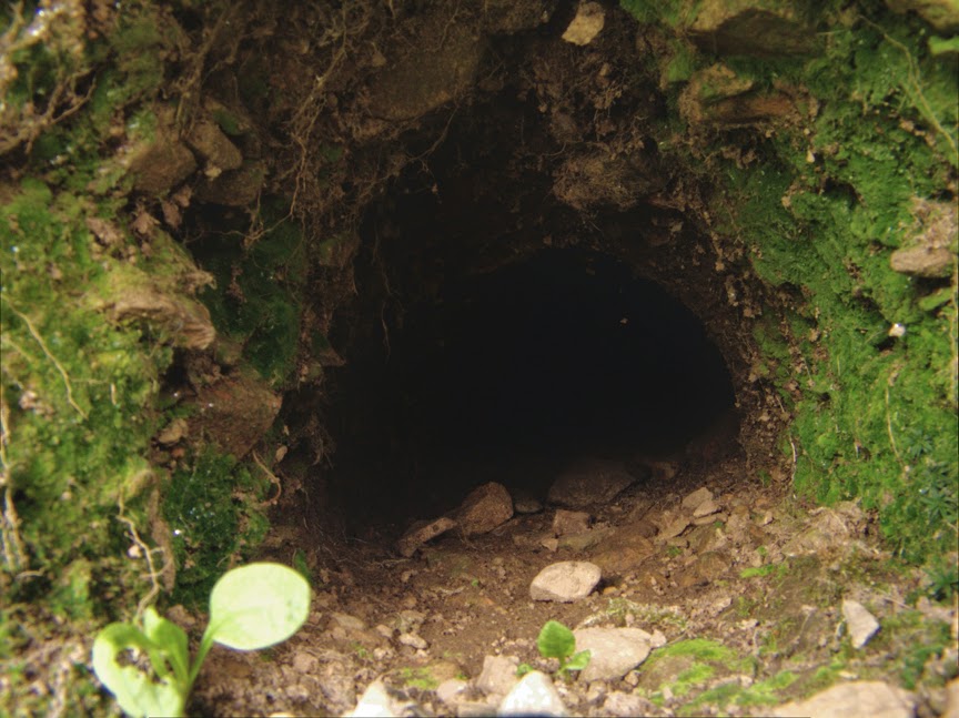 rabbit_hole0031.jpg