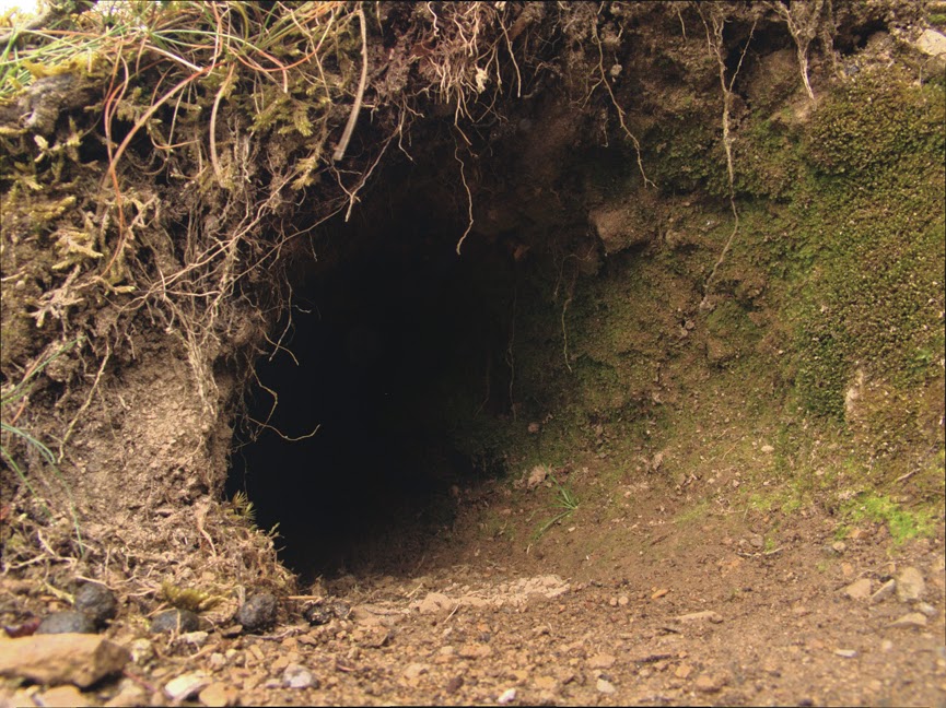 rabbit_hole0016.jpg