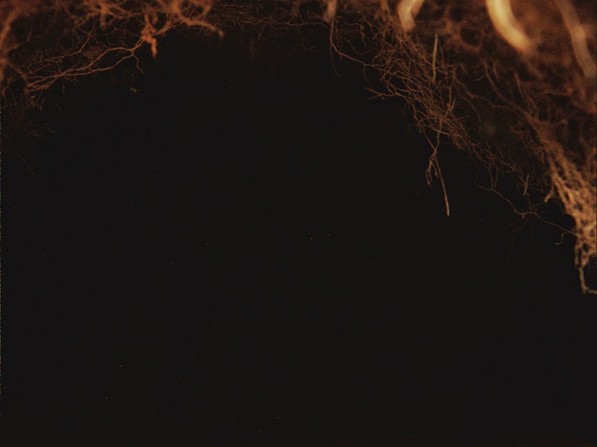 rabbit_hole0035.jpg