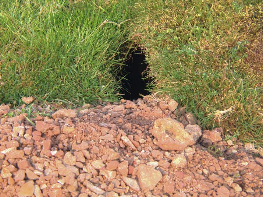 rabbit_hole0010.jpg