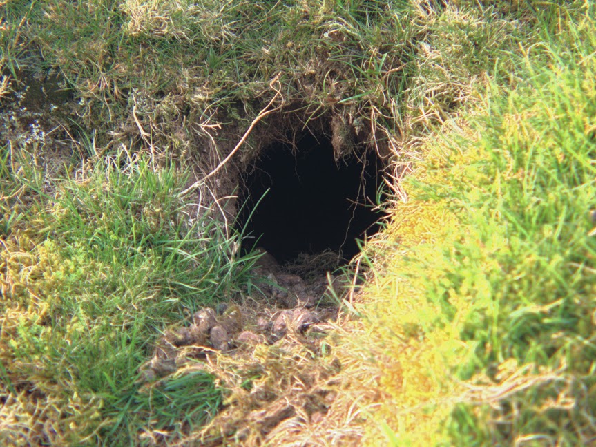 rabbit_hole0009.jpg