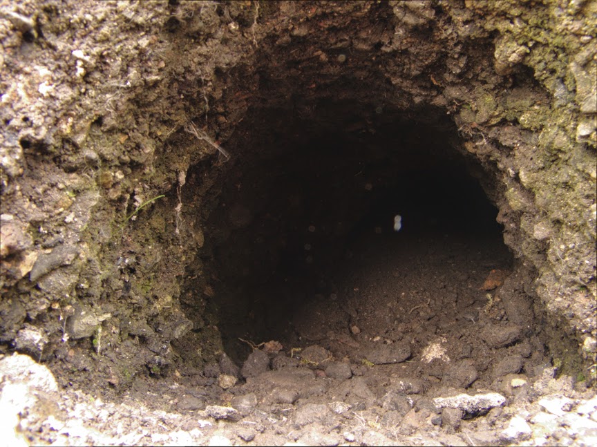 rabbit_hole0021.jpg