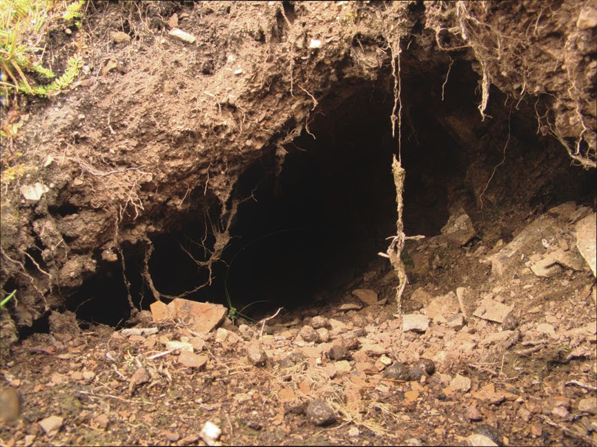 rabbit_hole0015.jpg