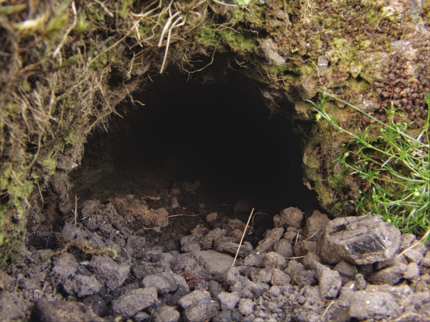 rabbit_hole0028.jpg